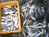 고등어,전갱이가 주렁 ~주렁 쿨러가 가득~^^(욕지연화도 좌대)