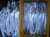 밤낮으로 즐길수 있는 낚시터~^^(욕지연화도 좌대)