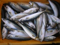 엄청나게 올라오는 파워고등어와 전갱이..^^(욕지연화도 좌대