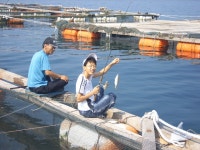 연화 좌대 전갱이 대박조황!