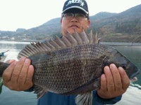 남해군 왕지좌대 11월 20일 감성돔 51다마 조황 현황