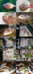 *바다미녀참돔,[5,2 Kg]화려한,만찬 이야기* *바다미녀참돔,[5,2 Kg]화려한,만찬 이야기*
