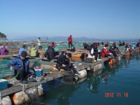 탄항 좌대 전갱이 .고등어가 너무 많아 ....