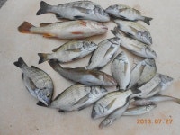 삼천포산분령유료낚시터 7월27일아침조황