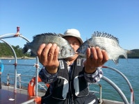 적금도 감성돔조항