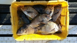 송정낚시터 조황 소식입니다