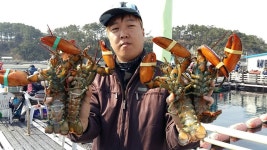송정낚시터 계속되는 랍스타 조황 소식입니다