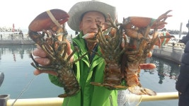 송정낚시터 계속되는 랍스타 조황 소식입니다