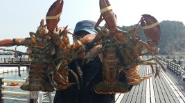 송정낚시터 랍스타.감성돔 조황 소식입니다