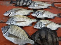 거제화도해상펜션, 좌대 마릿수 감성돔,돌돔,숭어 조황^^