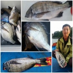 저도(딱섬)좌대낚시펜션 9월7일 조항입니다