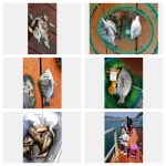 거제화도해상펜션과 좌대 감성돔,참돔 조황^^