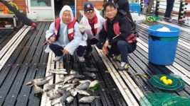 송정낚시터 바다송어.참돔 등 조황소식입니다