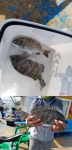 삼천포산분령유료낚시터 조황