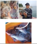 (사천저도좌대&펜션) 7월 3일 감성돔&문어 조황!!