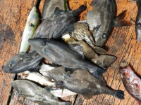 근포해상콘도 금토일 주말조황입니다