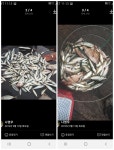 [통영대도 탄항-슈퍼피싱] 9/12일 야영 조황-손님께서 올려주신 조황