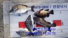 가덕진양낚시 좌대조황 19년 10월 22일 화요일
