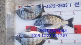 가덕진양낚시 좌대조황 19년 12월 23일 월요일