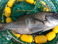 통영등대낚시공원