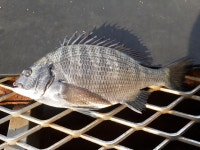 통영등대낚시공원 조항