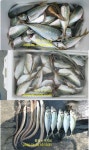 [통양 탄항/하노대-슈퍼피싱] 불타오르는 탄항의 밤
