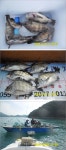 서산종합선외기 | 풍화리 선외기소식