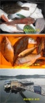 서산종합선외기 | 풍화리 선외기소식