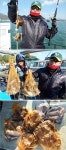 주꾸미