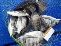 [감성돔/흘림] 실시간~정신없이 빨리고 있습니다~~