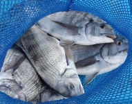 광포호실시간선상조항