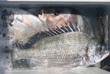 150612 무안 감성돔 조황