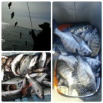 삼천포수성호~^^뽈락.쭈꾸미.감성돔