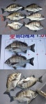 애 바다레져(선외기) 감성돔 조황