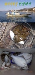 구산면 도다리 조황