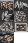 척포권 조황입니다~~~