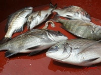 썬피싱 감성돔 출조