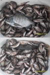척포권 조황입니다~~