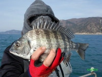 썬피싱 감성돔 출조