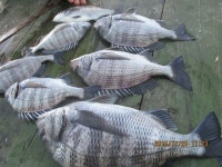 감성돔 많이도 아니어도 ,,,^^*