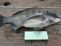 썬피싱 이벤트 오후출조갑니다