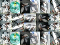 4자도다리들 출몰(3/3오전)