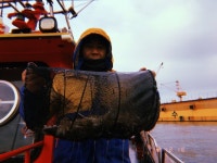 여수타이슨호 알쭈꾸미씨알 마릿수 좋습니다^^