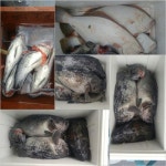 1/14 군산k2호 새해맞이 이밴트 조황.!!!!