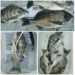 사량.이끼섬 감성돔들...