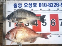 (통영 오성호) 어초카고 감성돔 48외......