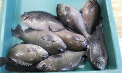 양포 방파제 (7/5 벵에돔&농어 조황) 바다상황 입니다.