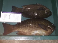 양포 방파제 (7/11 벵에돔 & 농어 조황) 바다상황 입니다.