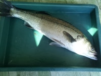 양포 방파제 (7/11 벵에돔 & 농어 조황) 바다상황 입니다.