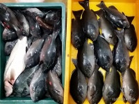 양포 방파제(벵에돔&농어) 바다상황 입니다.